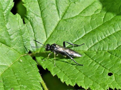 Réf. 237 243 : Macrophya montana